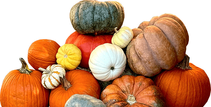 Success Fall Porch Design with Pumpkin Decorating and Pumpkin Delivery